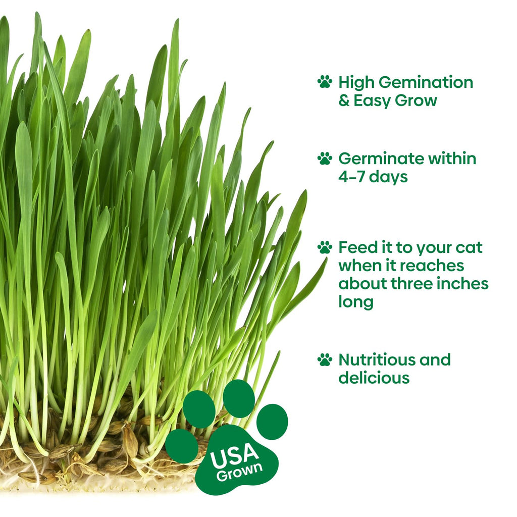 3 Pack Organic Non-GMO Cat Grass Growing Kit A5329
