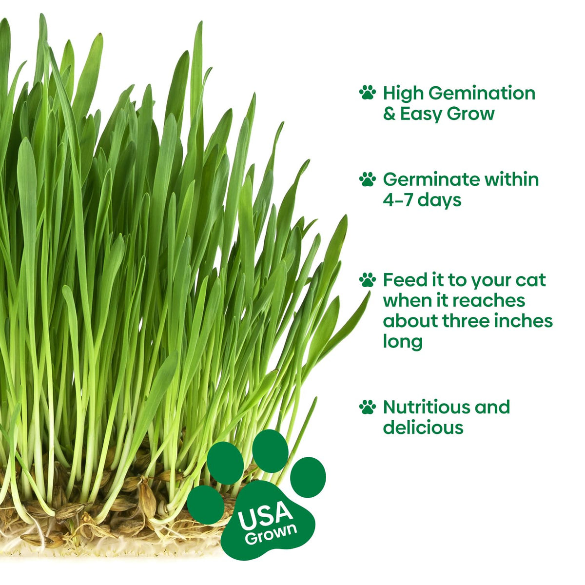 3 Pack Organic Non-GMO Cat Grass Growing Kit A5329