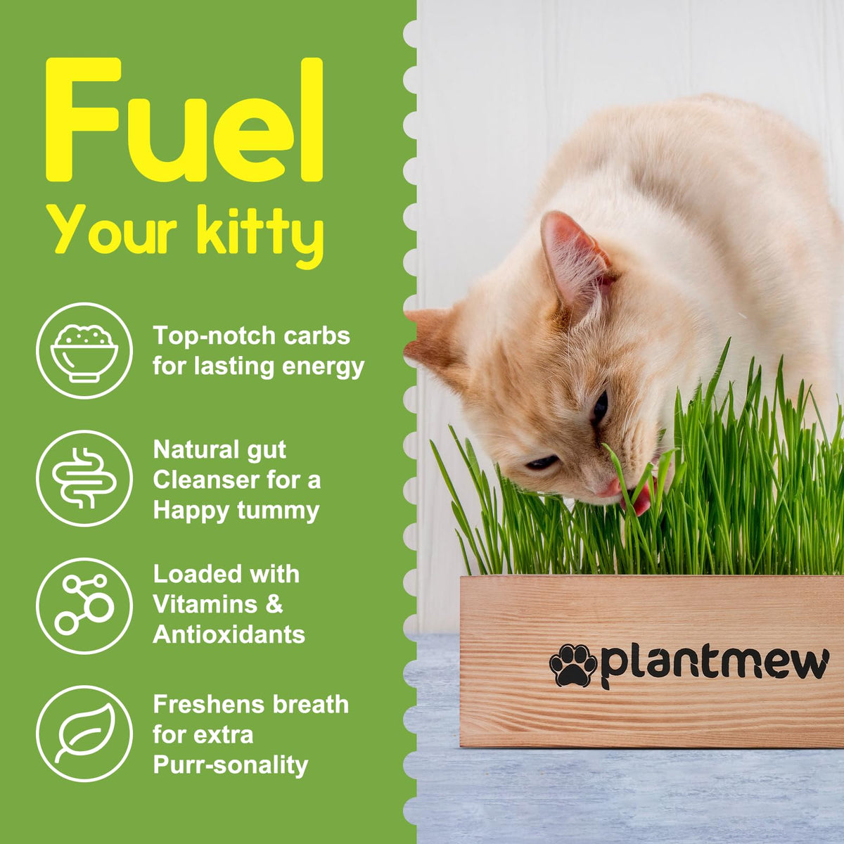 Cat Grass Kit with Seeds, Soil & Planter Pots O994451