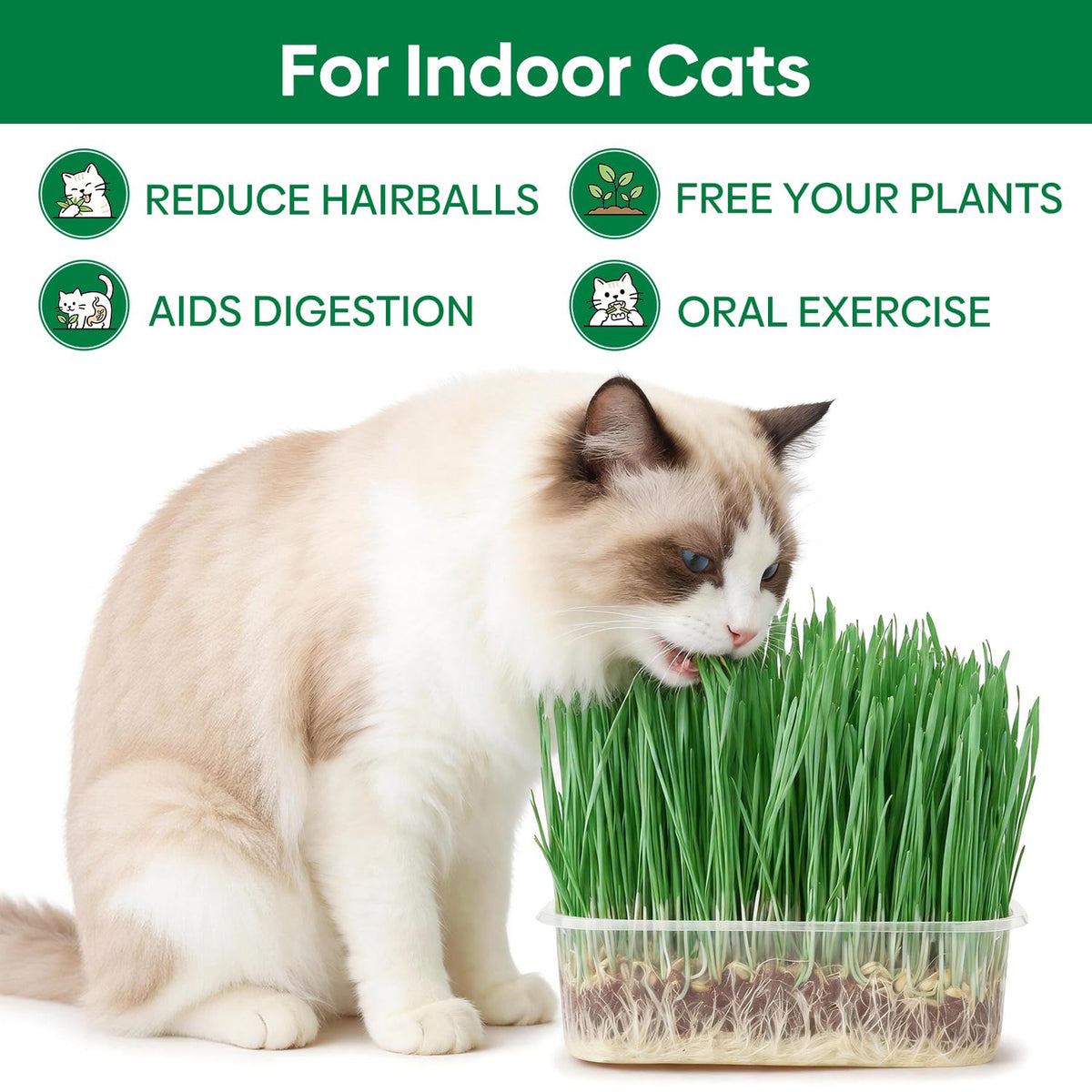 3 Pack Organic Non-GMO Cat Grass Growing Kit A5329