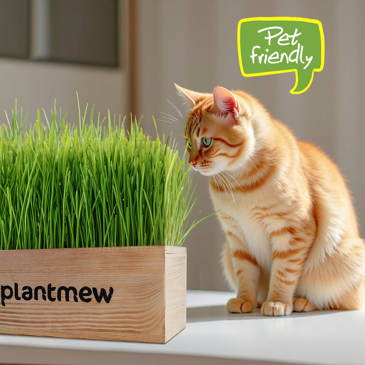 Cat Grass Kit with Seeds, Soil & Planter Pots O994451