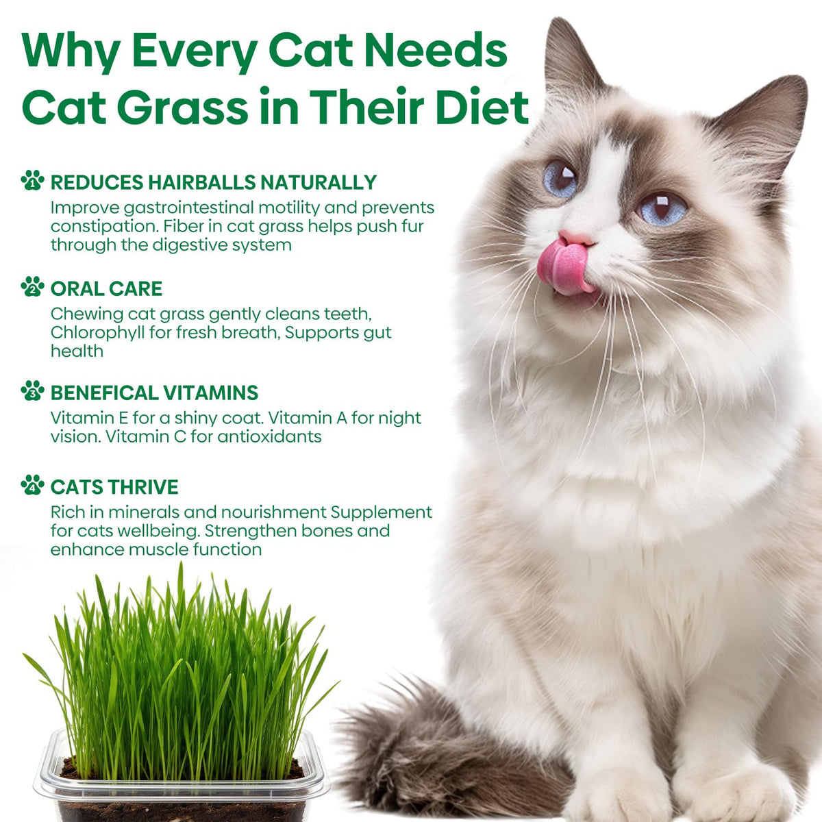 3 Pack Organic Non-GMO Cat Grass Growing Kit A5329