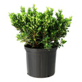 Live Flowering Gardenia Shrub 10-Inch Pot U398