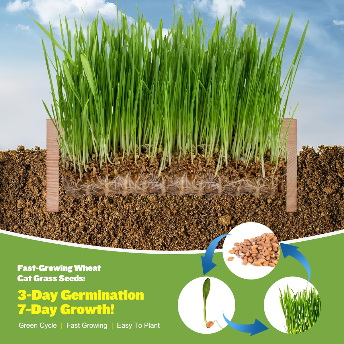 Cat Grass Kit with Seeds, Soil & Planter Pots O994451