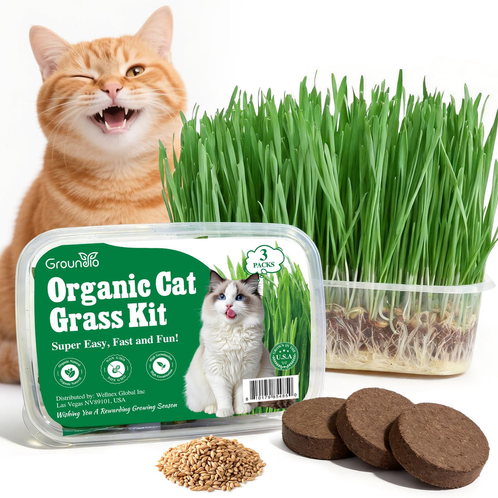 3 Pack Organic Non-GMO Cat Grass Growing Kit A5329