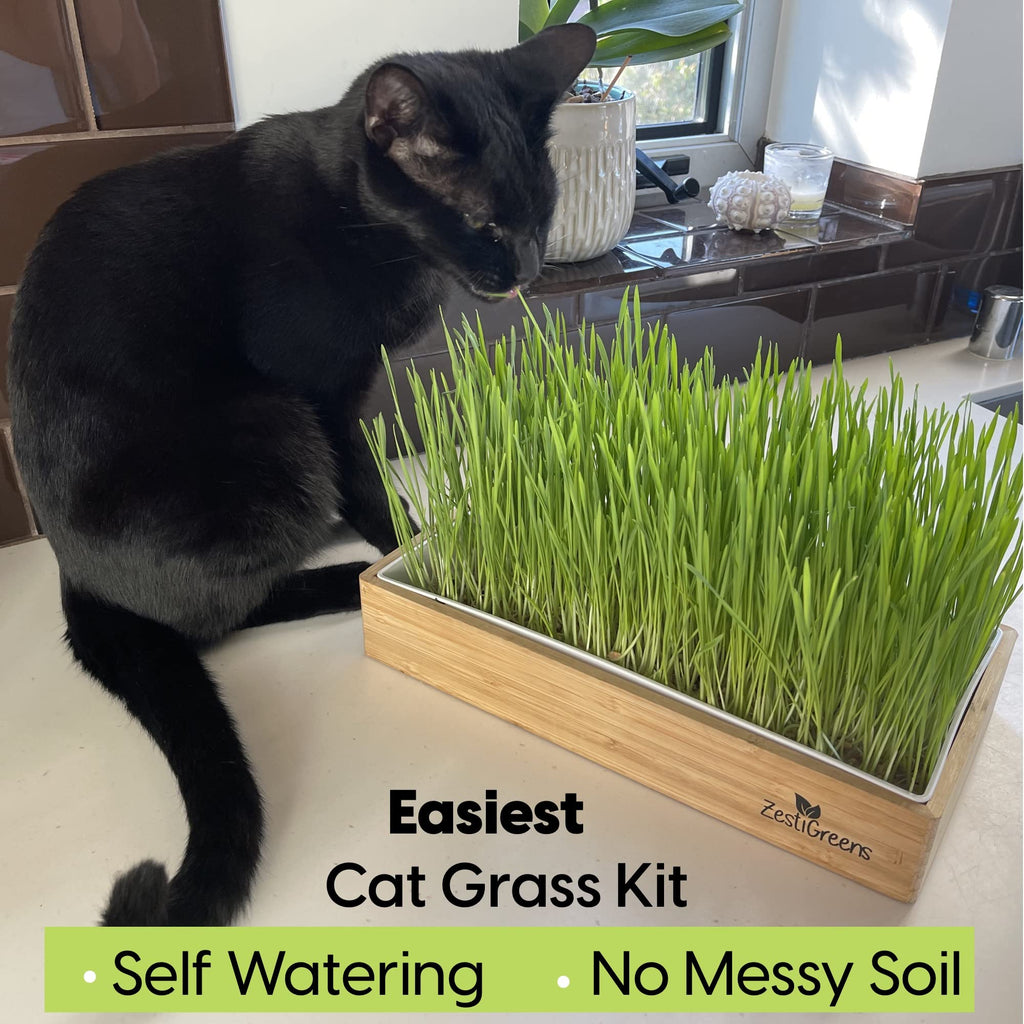 Self-Watering Cat Grass Kit and Refills, 4 Mats and 4 Seed Packets Q688605