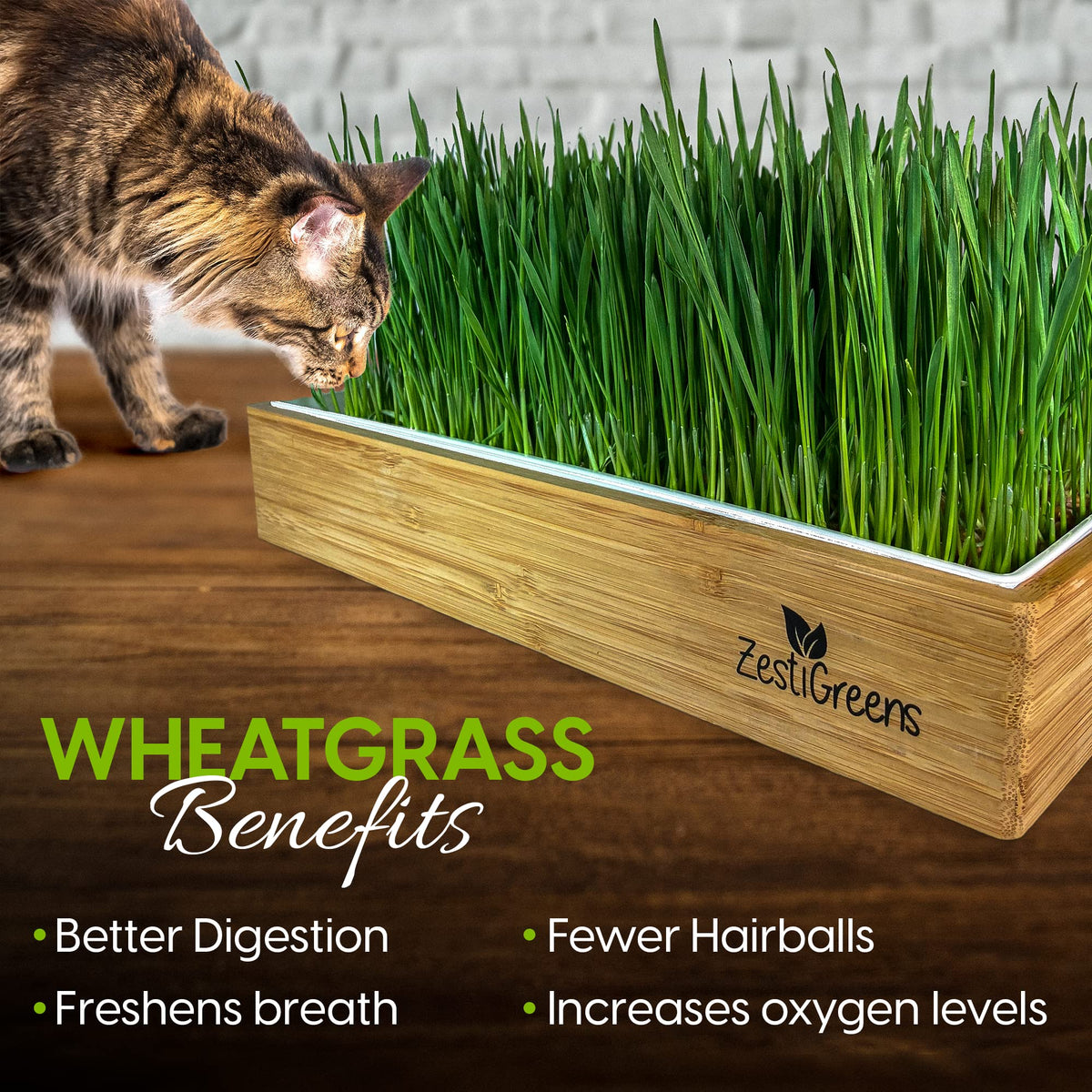 Self-Watering Cat Grass Kit and Refills, 4 Mats and 4 Seed Packets Q688605