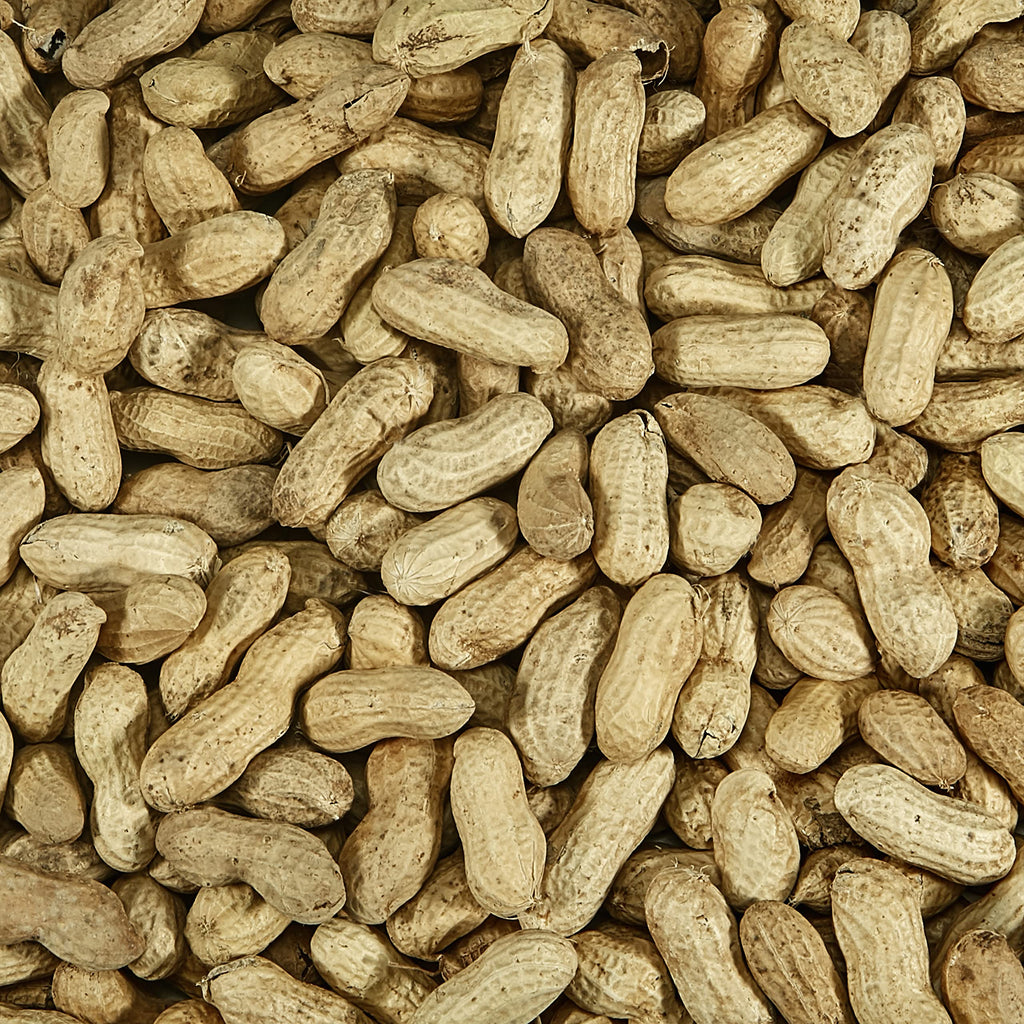 Whole Peanuts in Shell for Wild Birds, Two 5 Pound Bags F5427