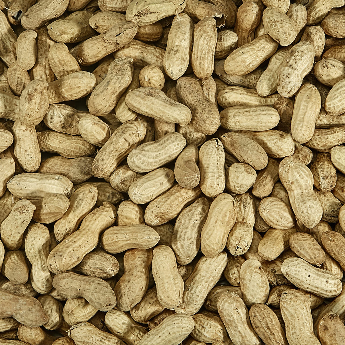 Whole Peanuts in Shell for Wild Birds, Two 5 Pound Bags F5427